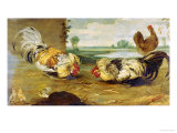 A Cock Fight