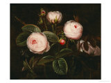 Buy Pink Roses at AllPosters.com