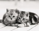 Buy Two Kittens at AllPosters.com