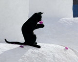 Cat and Flower