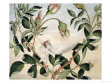 Buy A Fairy Resting in a Hammock Spun from a Cobweb at AllPosters.com
