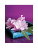 Oleander