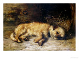 Buy A Border Terrier Puppy at AllPosters.com