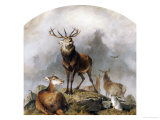 Buy Scene in Braemar, Highland Deer at AllPosters.com