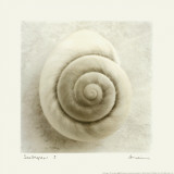 Buy Sea Shapes I at AllPosters.com