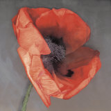Buy Rossa at AllPosters.com