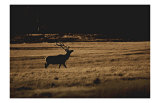 Buy Elk Magesty at AllPosters.com
