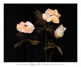 Buy Midnight Anemones II at AllPosters.com