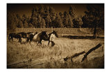 Bring the Horses Home