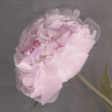 Fleur