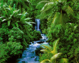Rain Forest