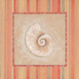 Citrus Shell IV