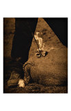 Buy Western Brand at AllPosters.com