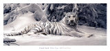 White Tiger