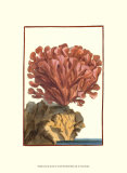 Coral by the Sea IV