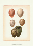 Bird Egg Study VI