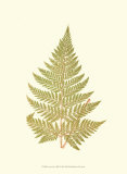 Lowes Fern I