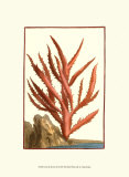 Coral by the Sea III