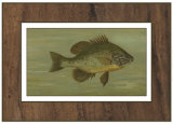 Buy Common Sunfish at AllPosters.com