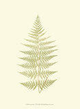 Buy Lowes Fern V at AllPosters.com