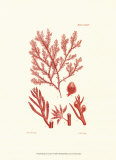 Shades of Coral IV