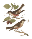 Antique Bird Pair I