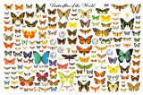 Butterflies of the World Chart