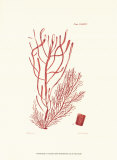 Shades of Coral III