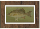 Buy White or Silver Bass at AllPosters.com