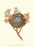 Antique Bird's Nest I