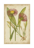 Curtis Blooms in Red IV