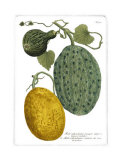 Antique Melons II