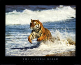Running Tiger