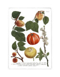 Weinmann Fruits IV