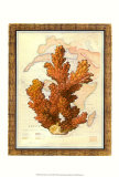 Exotic Map with Coral III
