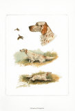 English Setter