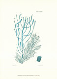Shades of Aqua III