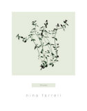 Buy Thyme at AllPosters.com