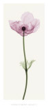 Anemone I