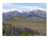 Buy Lupins and Mountains at AllPosters.com