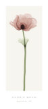 Anemone IV