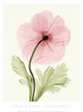 Iceland Poppy I