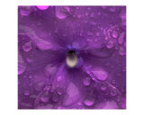 Purple Flower After a Rain
