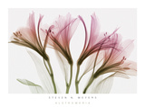 Buy Alstromeria at AllPosters.com