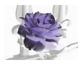 Purple Rose, Heavens Gate