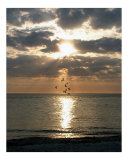 Buy Evening Gulls at AllPosters.com