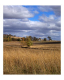 Golden Field