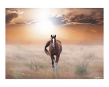 Buy Lassie Come Home at AllPosters.com
