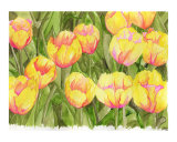 Yellow Tulips