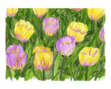 Mixed Tulips
